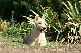 SCOTTISH TERRIER 220